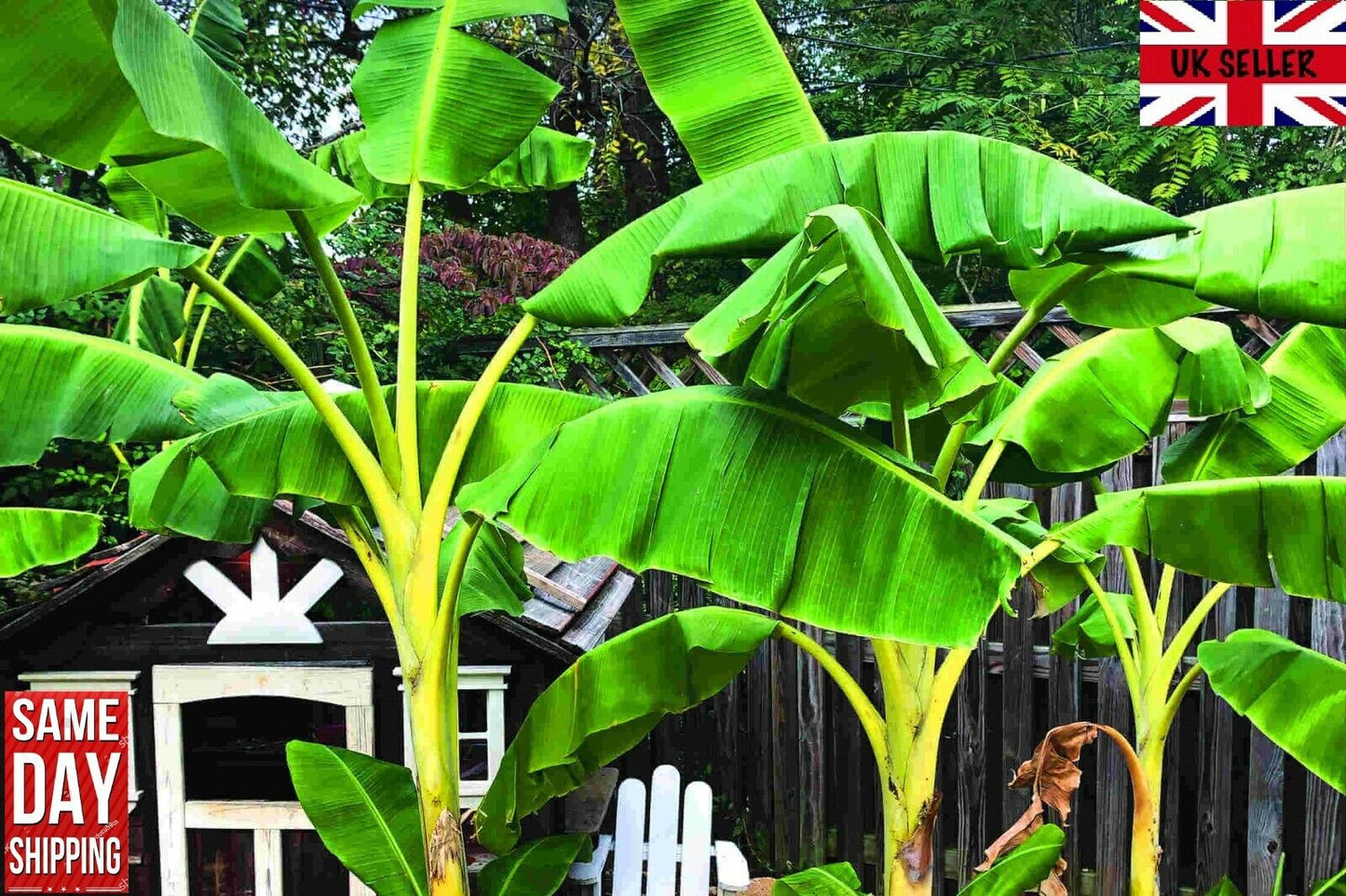 Musa Thomsonii | Thomsons Banana | 10 seeds