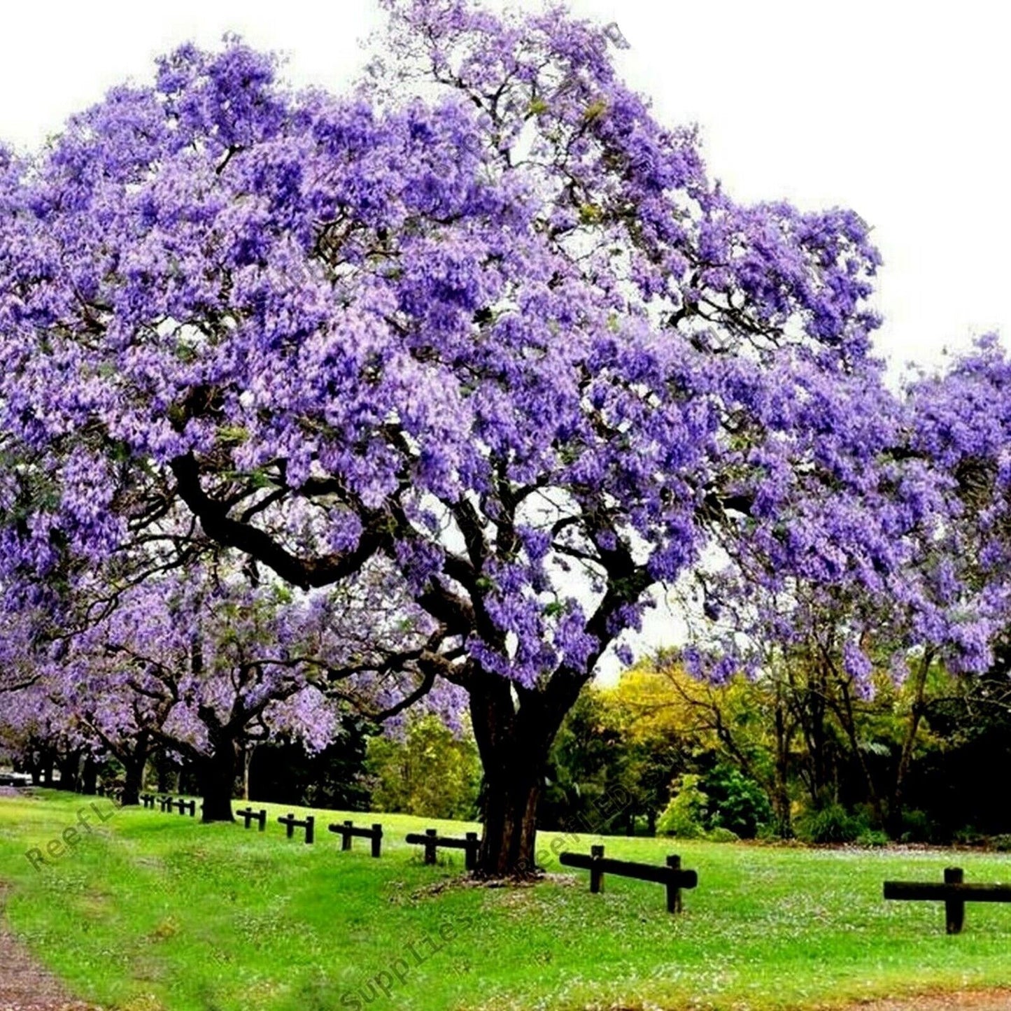 Princess Empress Foxglove Tree | Paulownia | Plant in 9cm Pot | Fast Growing