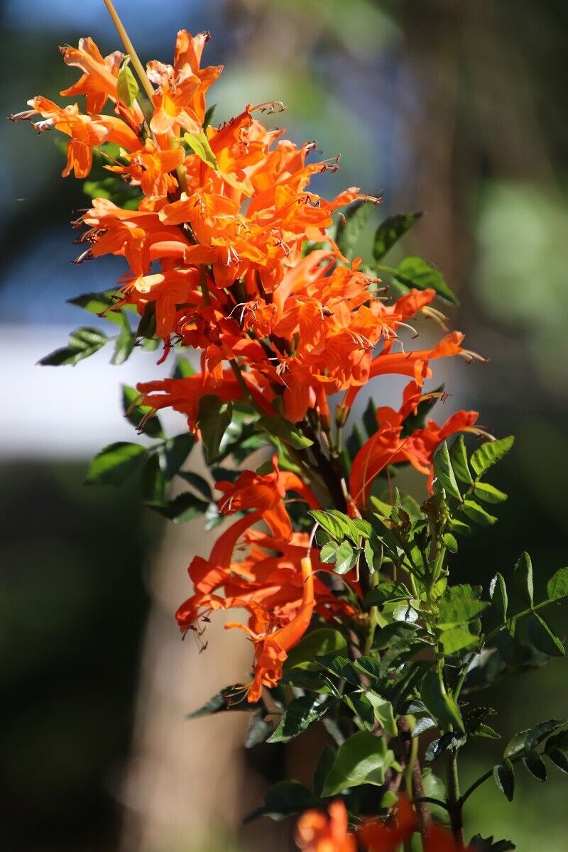 Cape Honeysuckle - Orange | Tecoma Capensis | 20+ seeds | Climber