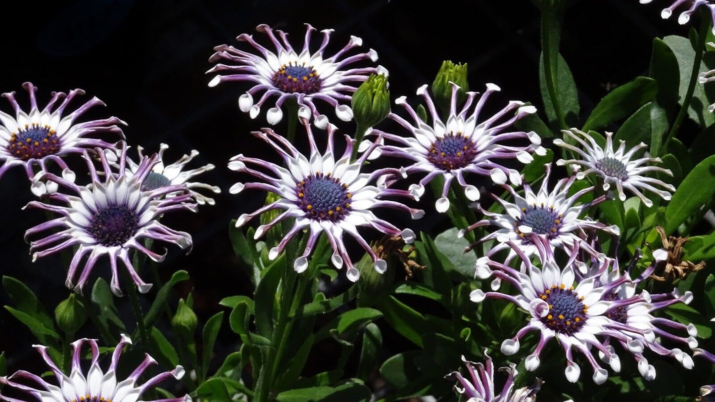 Blue Daisy Osteospermum "Whirligig" | 10+ seeds