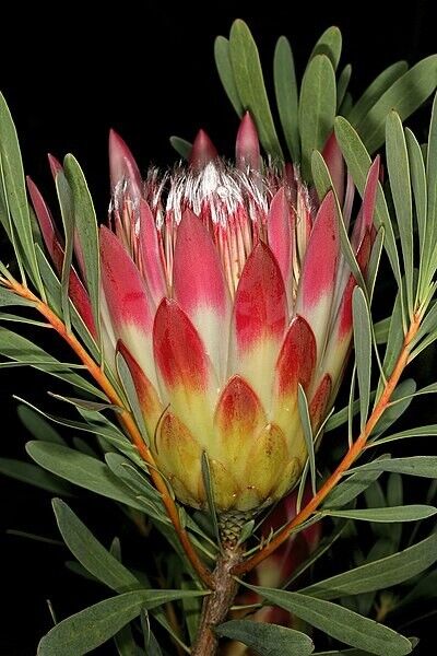 Protea Repens Red | 5+ seeds| South Africa | Sugar Bush