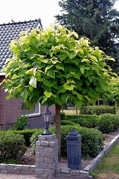 Indian Bean Tree (Catalpa Bignonioides) | 25+ seeds