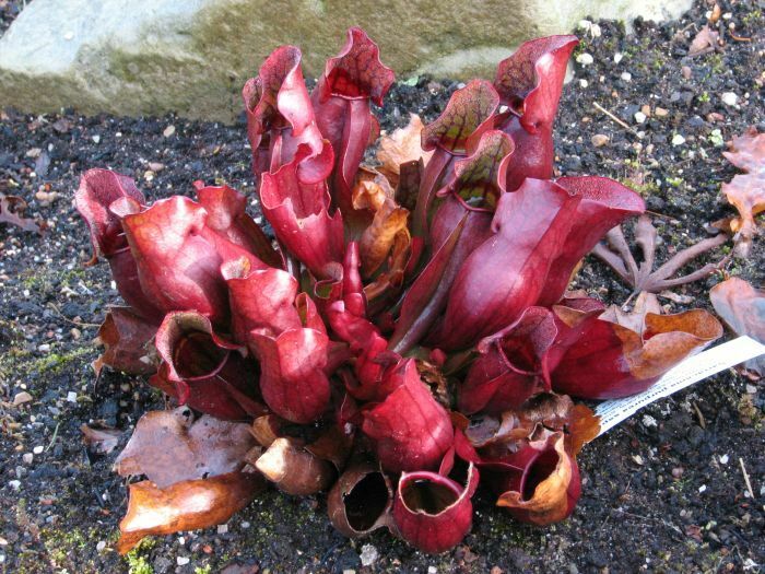Purple Pitcher Plant | 20+ seeds | Sarracenia Purpurea ssp P.