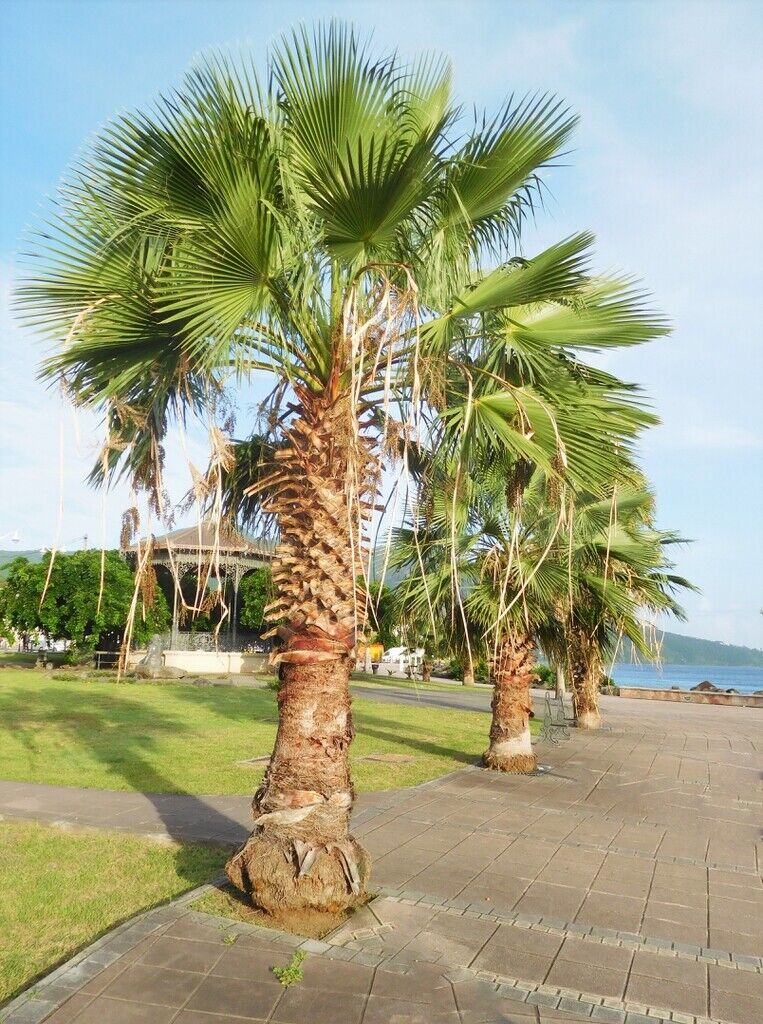 Washingtonia Robusta | Mexican Fan Palm Tree | 15 seeds | Same Day Dispatch