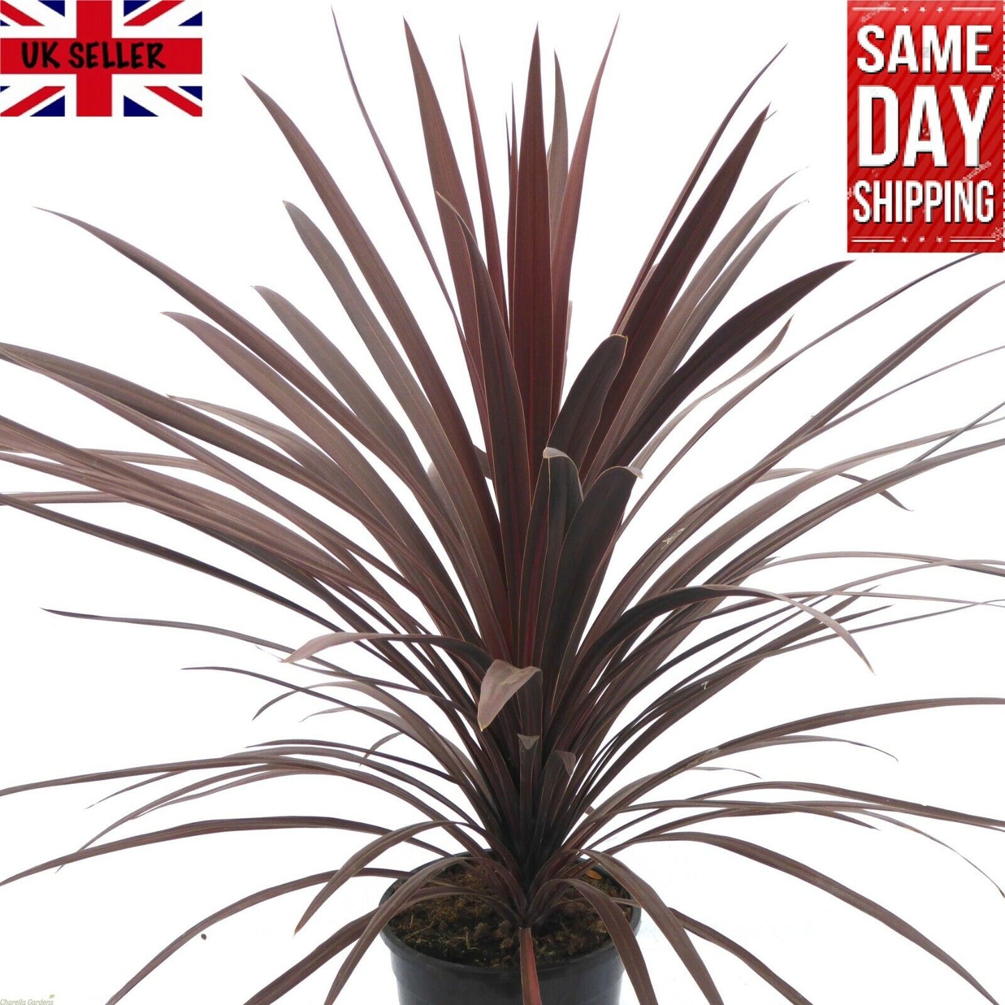 Cordyline Australis Purpurea | 20+ Seeds | Cornish Palm
