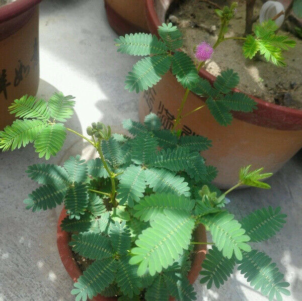 Mimosa Pudica | 50+ seeds | Sensitive plant | Touch Me Not