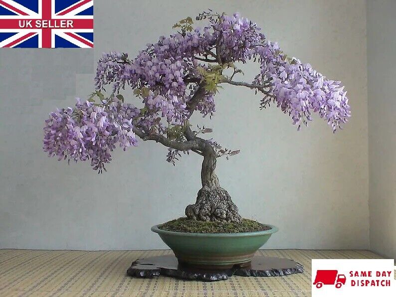Tree Wisteria (Bolusanthus Speciosus) 15+ seeds | Bonsai