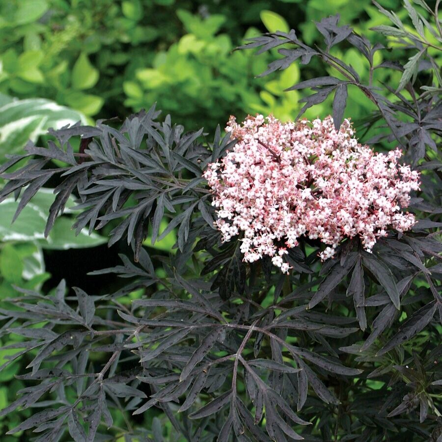 Elderflower (Sambucus Nigra) | Organic | 30+ seeds | Same Day Dispatch