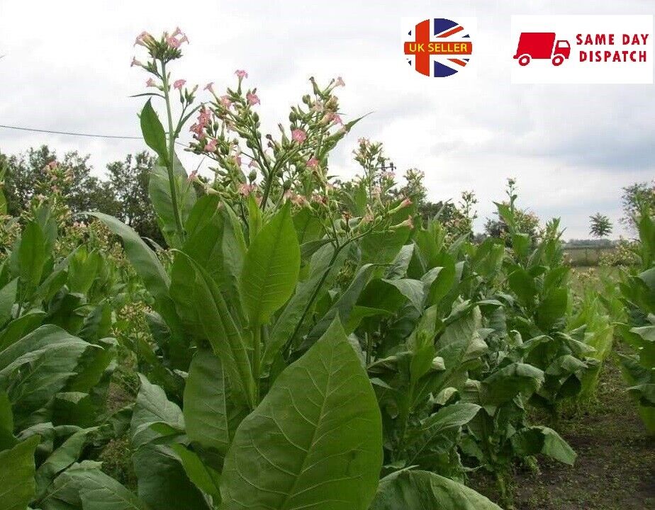 Tobacco (Golden Virginia) | 500+ seeds approx | UK organically grown 2025 harvest