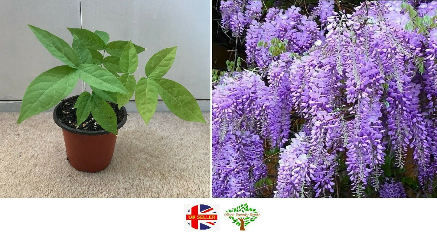 Chinese Wisteria (Wisteria Sinensis) Plant in 9 cm pot