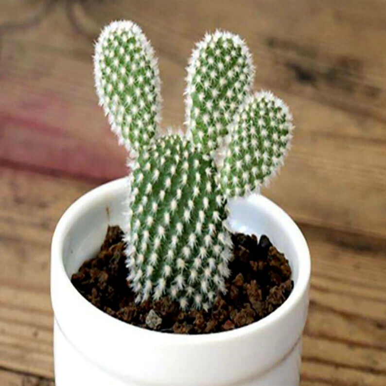 Bunny Ears Cactus 15+ seeds | Opuntia Microdasys v.Albispina