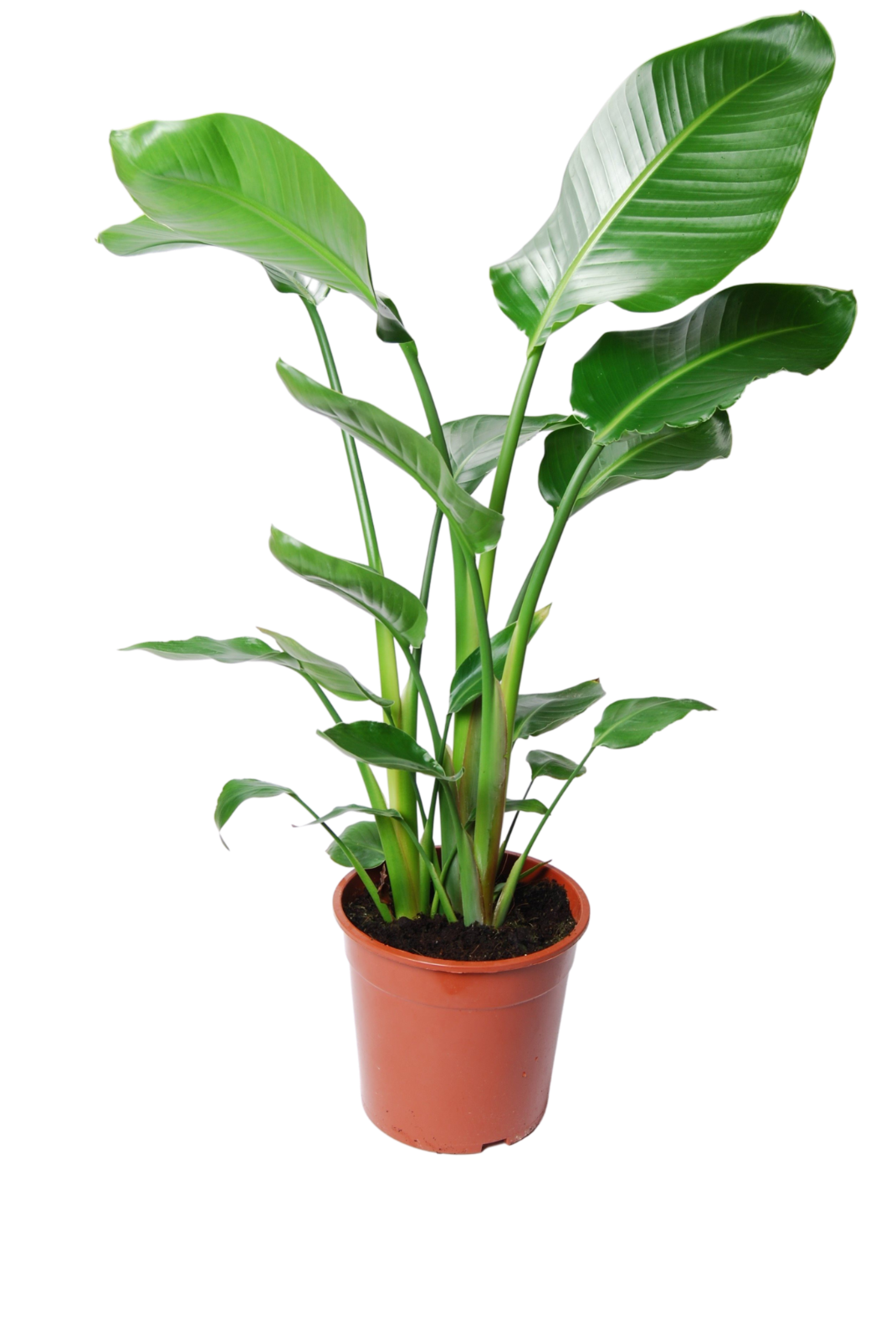 White Bird of Paradise - 10 Strelitzia Nicolai House Plant Seeds