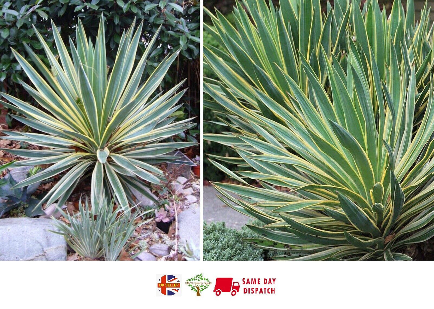 Yucca Gloriosa Variegata "Spanish Dagger" | 20+ seeds