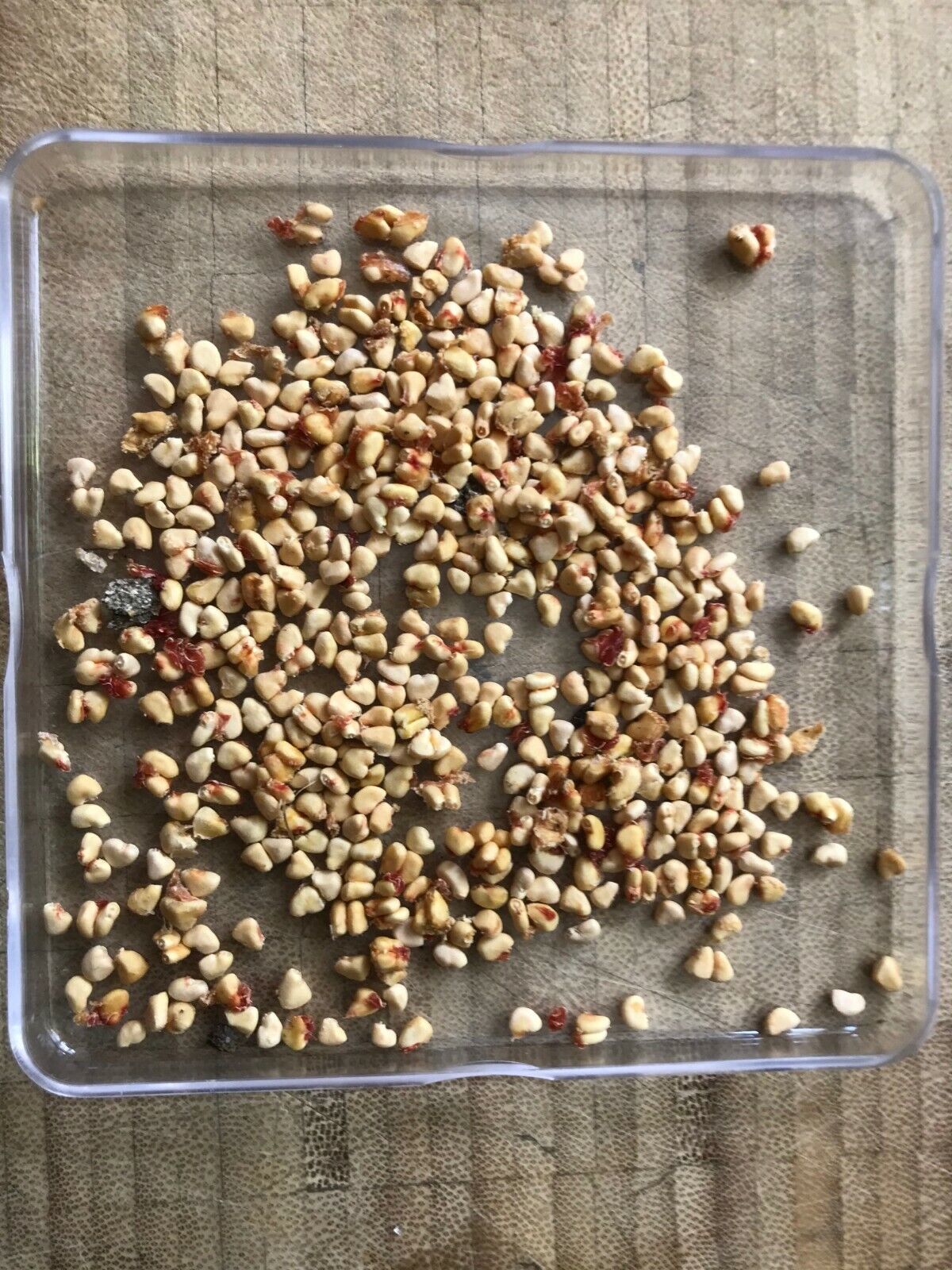 Dwarf Pomegranate (Punica Granatum) 25+ seeds | UK Hardy