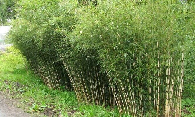 Fargesia Yunnanensis (Borinda) Bamboo | 10 Seeds | Hardy