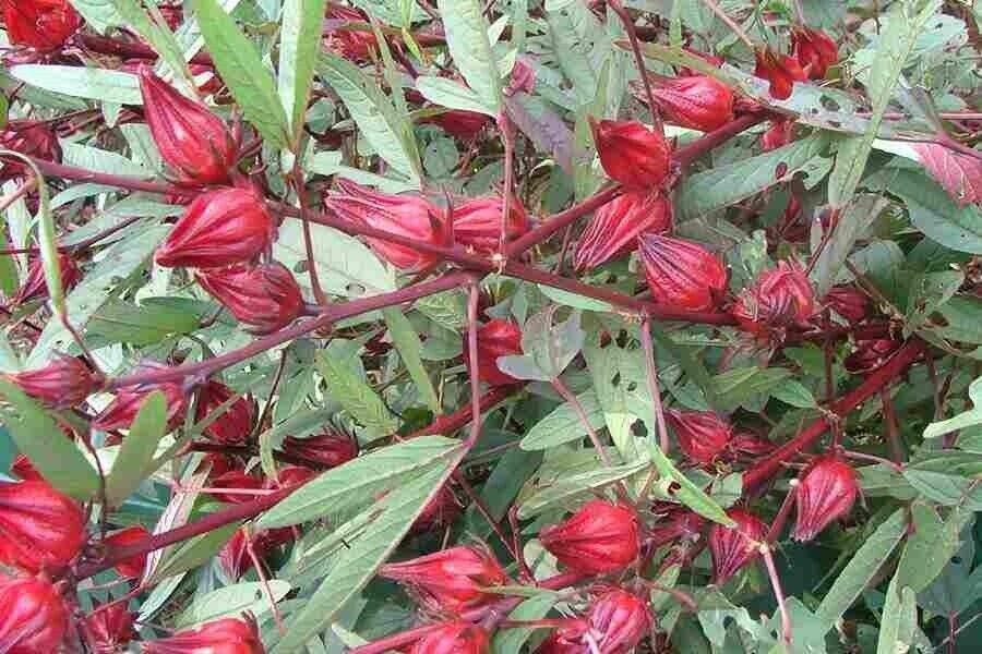 Hibiscus Sabdariffa | 30+ seeds | Roselle Tea | Belchanda
