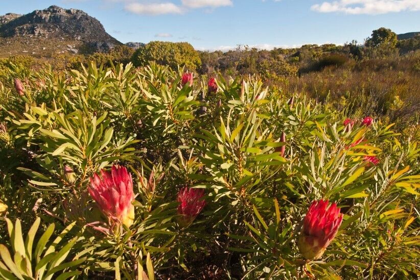Protea Repens Red | 5+ seeds| South Africa | Sugar Bush
