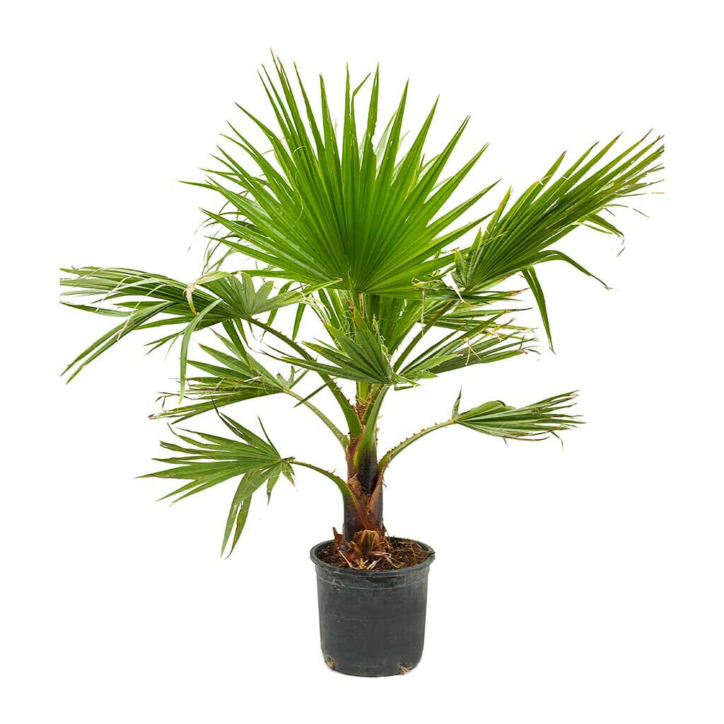 Washingtonia Robusta | Mexican Fan Palm Tree | 15 seeds | Same Day Dispatch