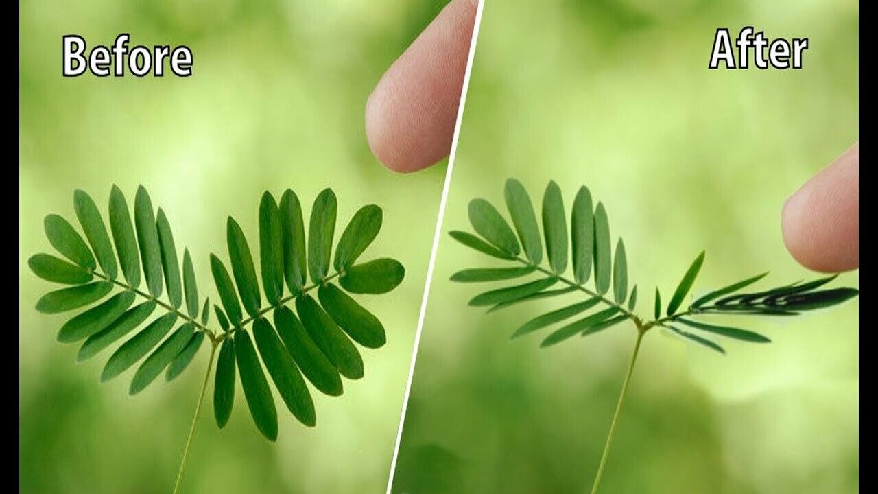 Mimosa Pudica | 50+ seeds | Sensitive plant | Touch Me Not