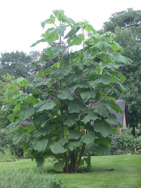 Princess Empress Foxglove Tree | Paulownia | Plant in 9cm Pot | Fast Growing