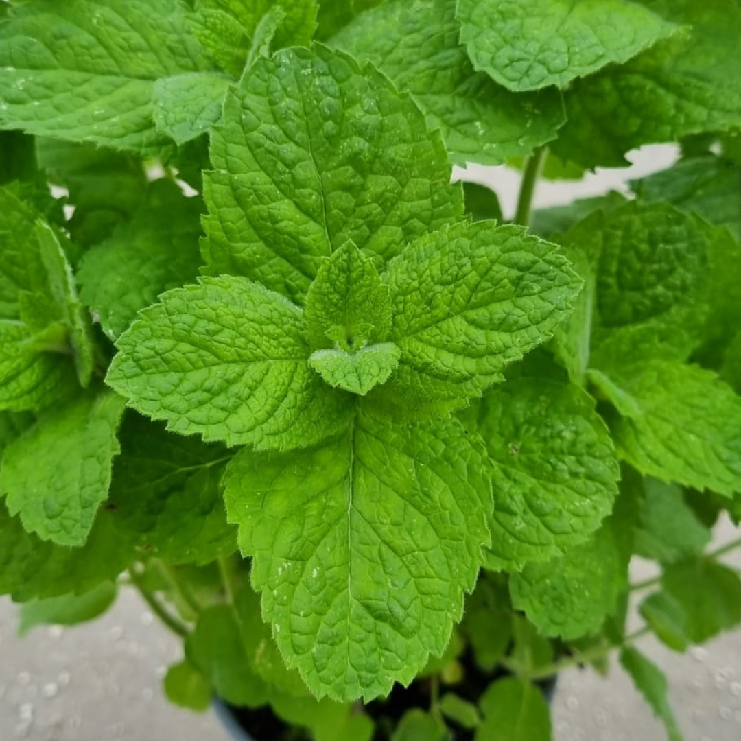 Pineapple Mint Mentha Suaveolens 50 seeds | Aroma | Mojito | Same Day Dispatch
