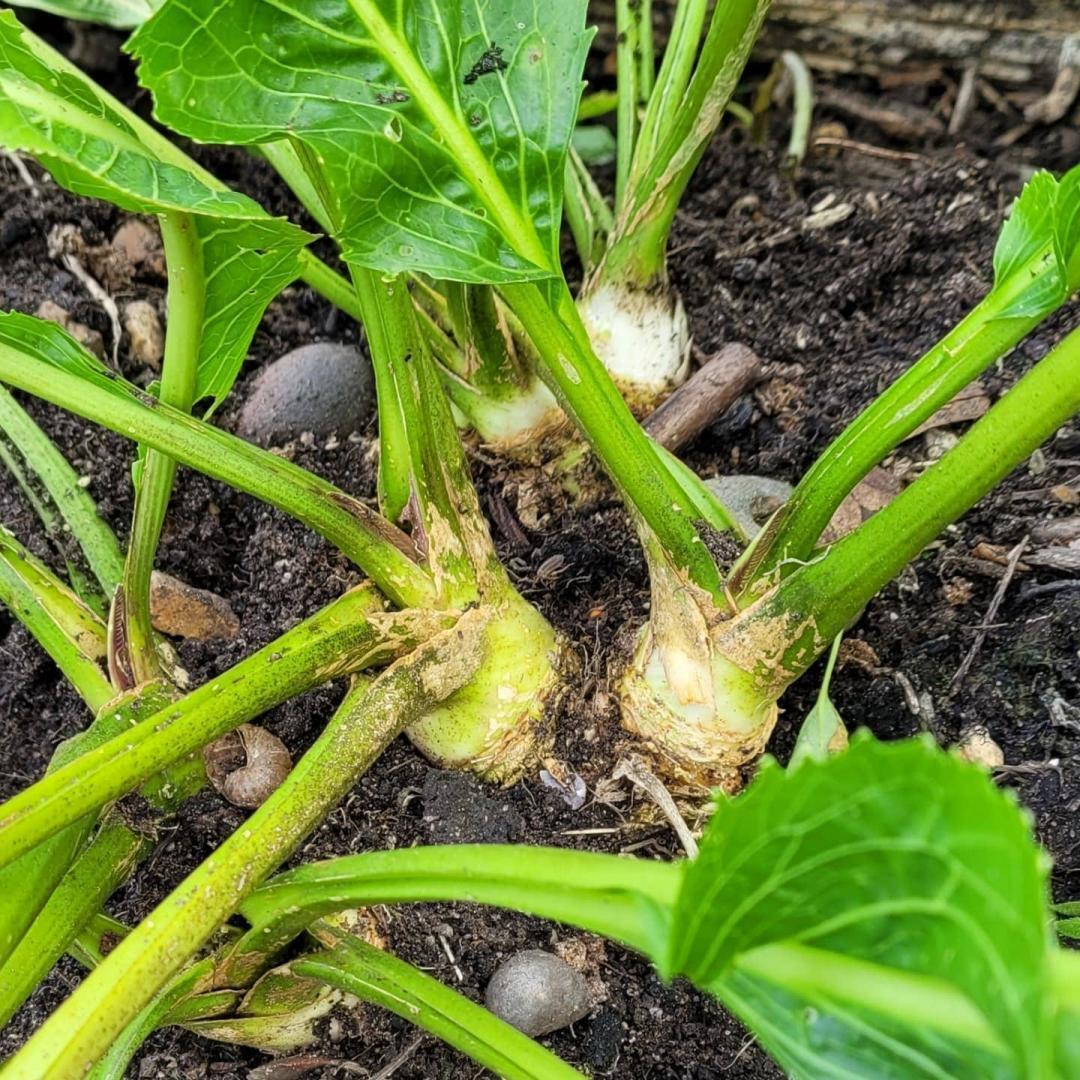 Horseradish | Fresh root/thong for planting | Easy | Organic