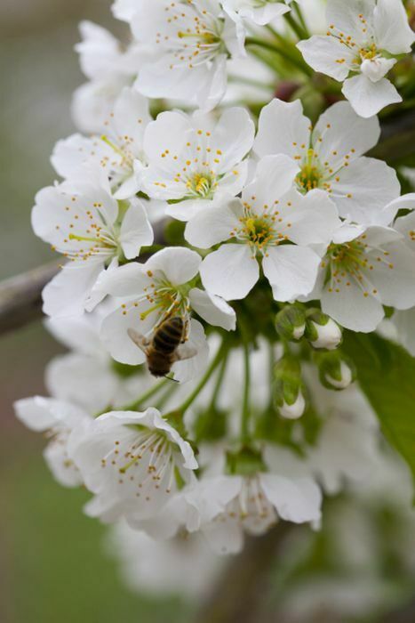 Cherry (Prunus Avium) | 20+ seeds | Sweet Cherry