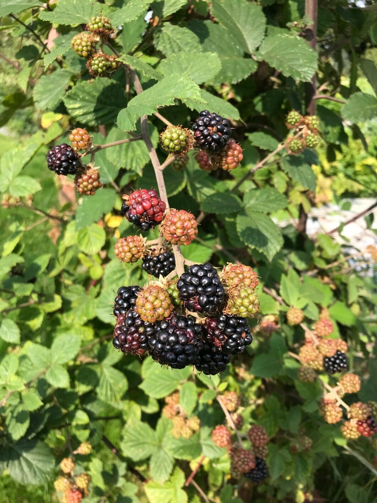 Thornless Blackberry | 100+ seeds | Organically Grown - Own Crop