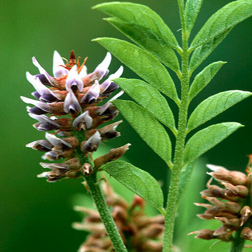 Liquorice (Glycyrrhiza Glabra) | 20+ seeds | Licorice | Herb