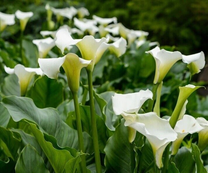 Calla Lily "Lily of the Nile" | Peace Lily | 20+ seeds