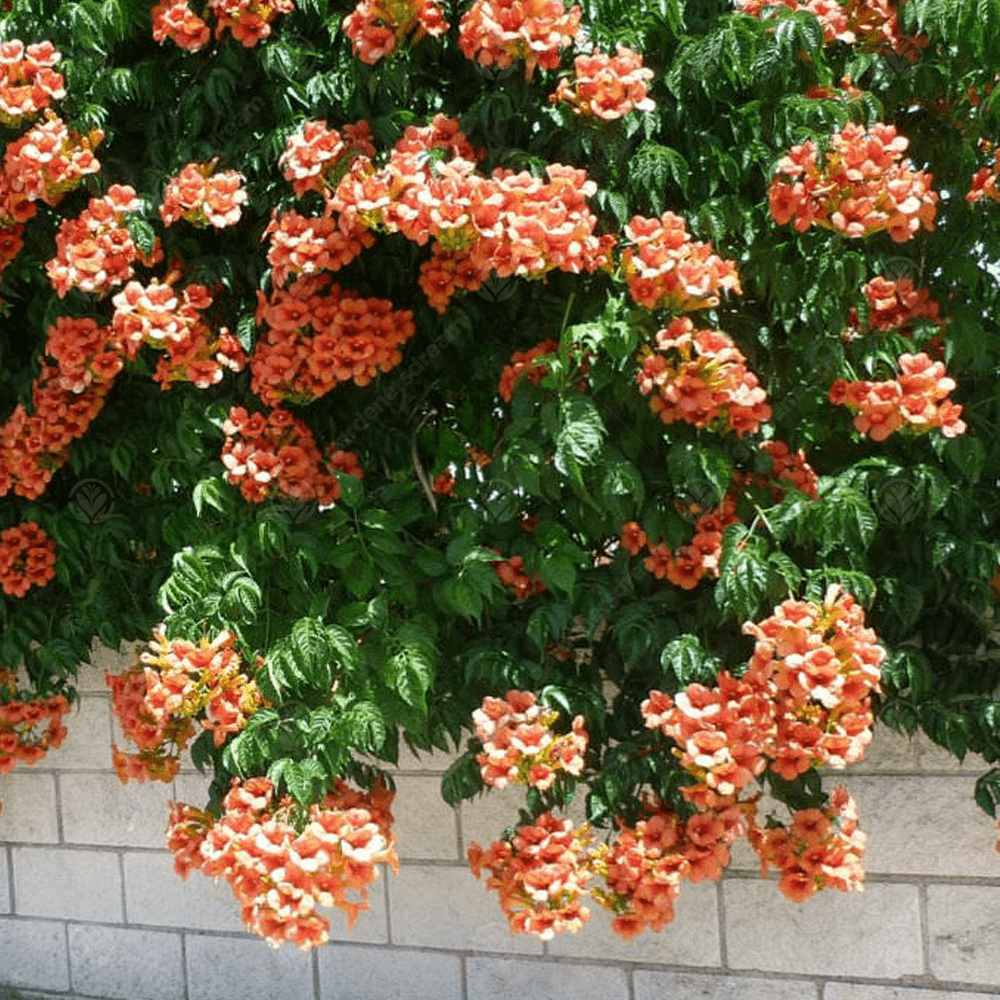 Trumpet Vine | Campsis Radicans | 50+ seeds | Vigorous Climber