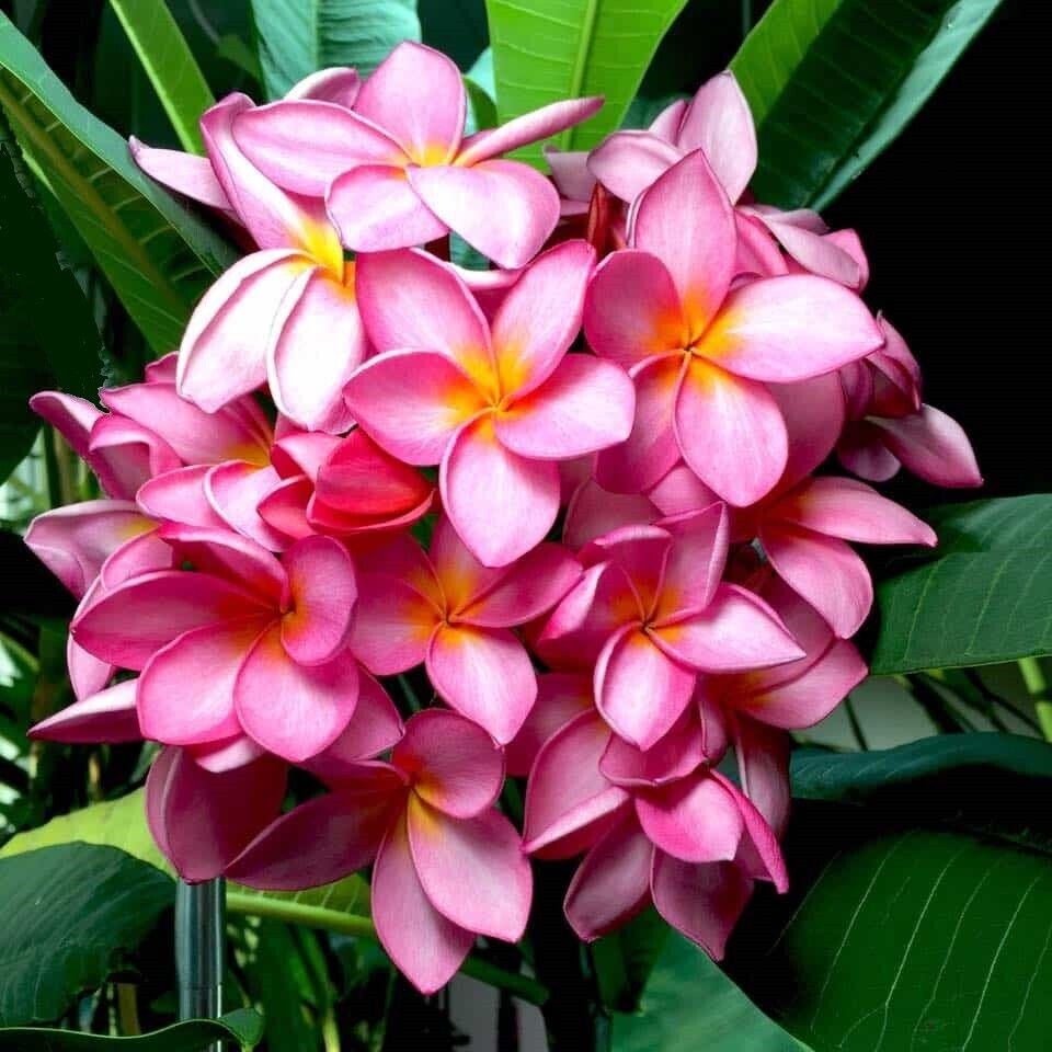 Red Frangipani (Plumeria Rubra) | 5 Seeds | HousePlant