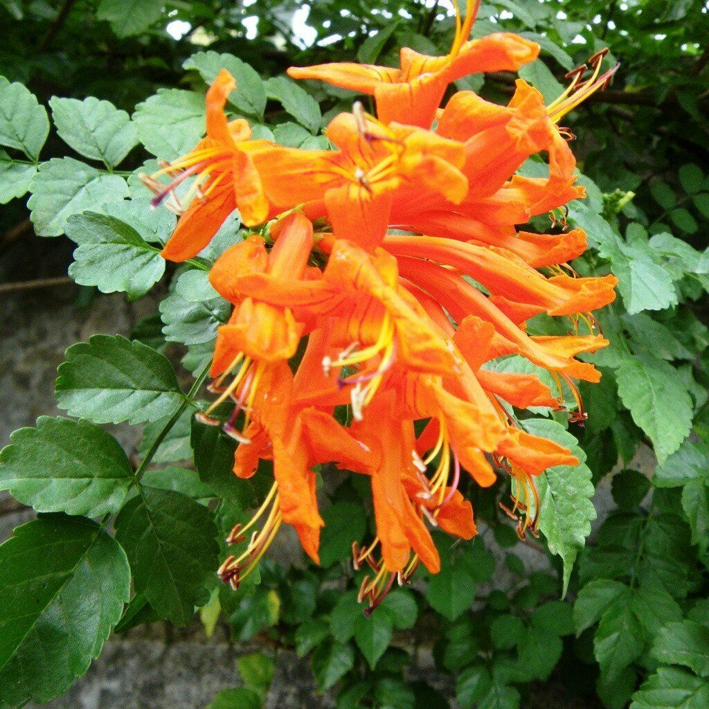 Cape Honeysuckle - Orange | Tecoma Capensis | 20+ seeds | Climber
