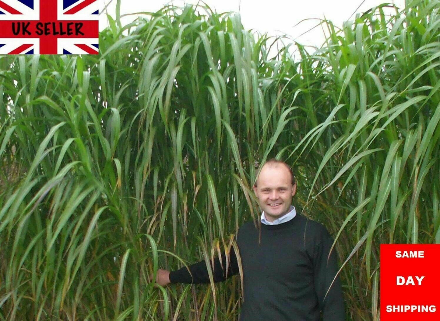 Giant Elephant Grass plant clump in 9cm pot | Fast Growing | Same Day Dispatch