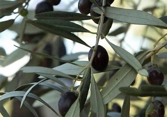 Cyprus Olive Tree | (Olea Europaea) | 25+ seeds | Same Day Dispatch