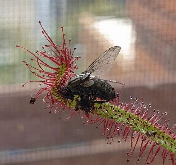 Cape Sundew (Drosera Capensis Red) | 30 seeds | Carnivorous | Same Day Dispatch