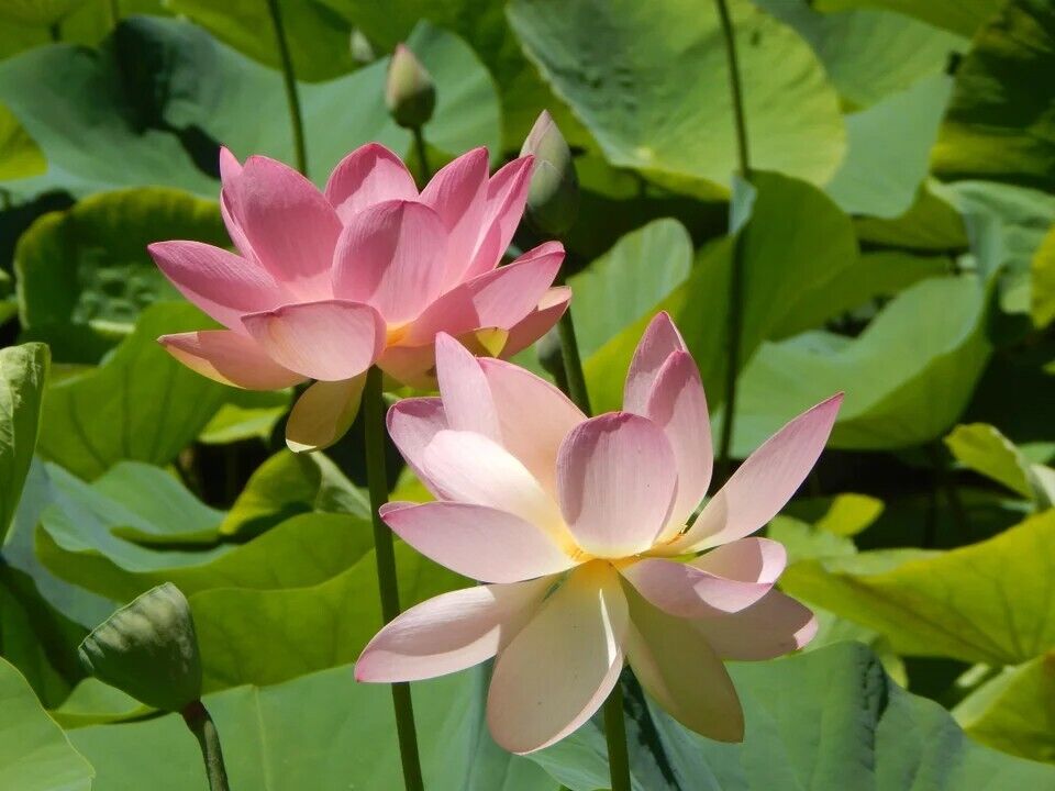 Sacred Lotus (Nelumbo Nucifera) | 10+ seeds | Ponds