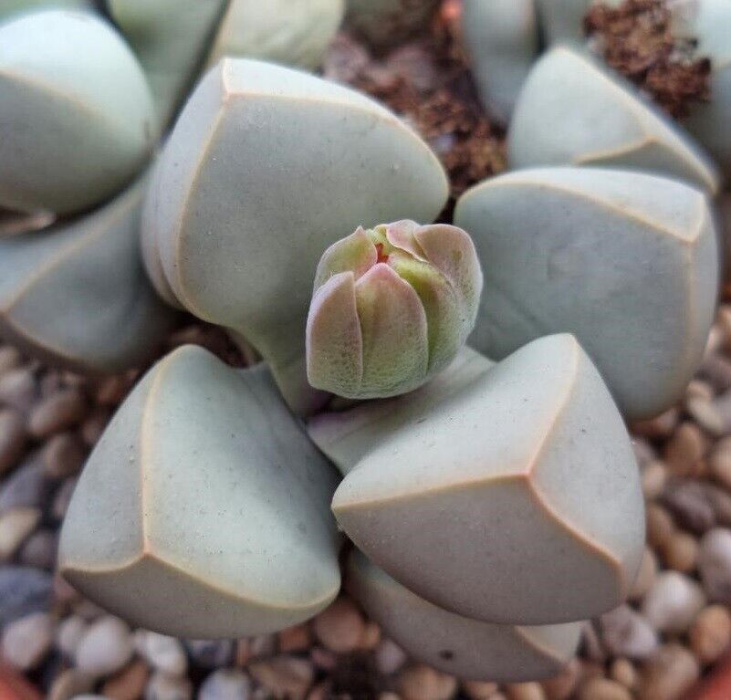 Karoo Rose (Lapidaria Margaretae) | 15+ seeds | Living Stones