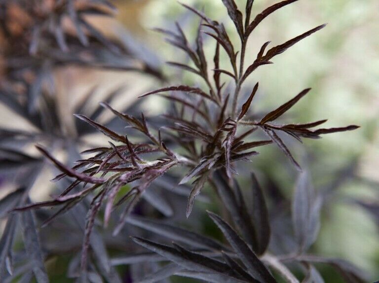 Elderberry 'Black Frills' (Sambucus Nigra) | 100+ seeds