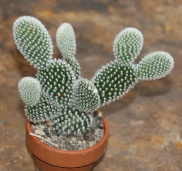 Bunny Ears Cactus 15+ seeds | Opuntia Microdasys v.Albispina