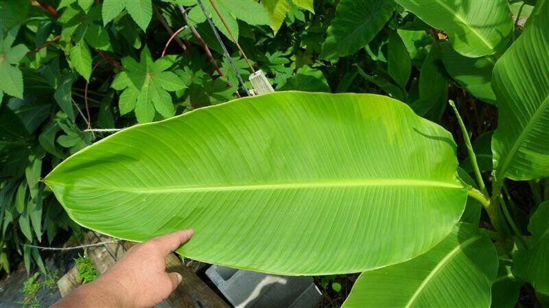 Canna - Tuerckheimii Giant | 10 fresh seeds | High Germination