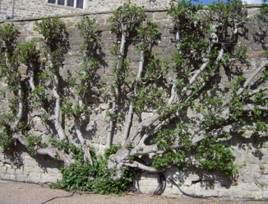 Fig "Brown Turkey" | Hardy Fruit Tree in a 9cm pot | Ficus | Same Day Dispatch