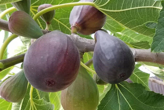 Fig "Brown Turkey" | Hardy Fruit Tree in a 9cm pot | Ficus | Same Day Dispatch