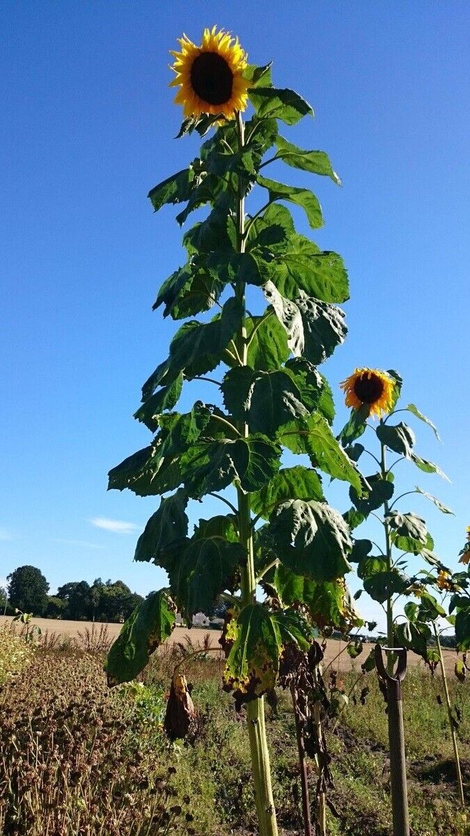 Giant Sunflower Kit | Very Easy | Kids | Xmas Gift | Same Day Dispatch
