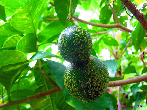 Voacanga Africana - 20seeds. Useful African small tree. Same Day Dispatch