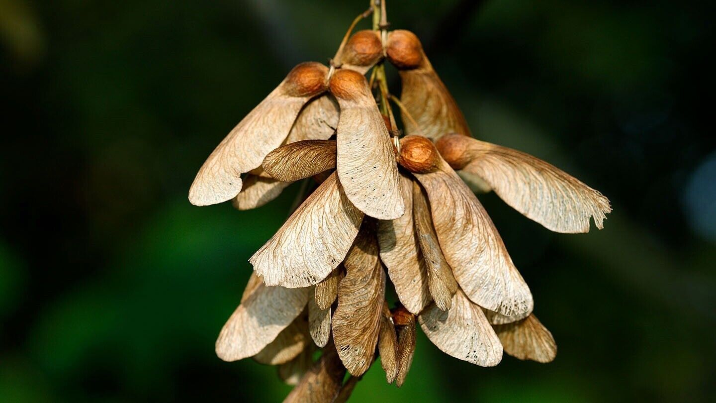 Sycamore (Acer Pseudoplatanus) | 25 seeds 2022 | Same Day Dispatch