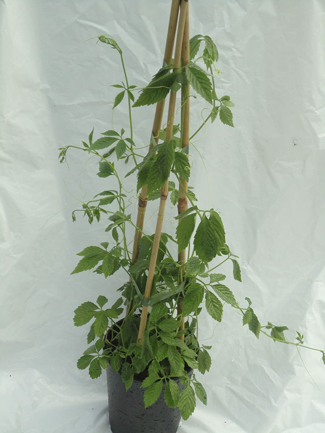 jiaogulan seeds or starter plant Jiaogulan | 25+ Seeds Gynostemma Pentaphyllum 绞股蓝