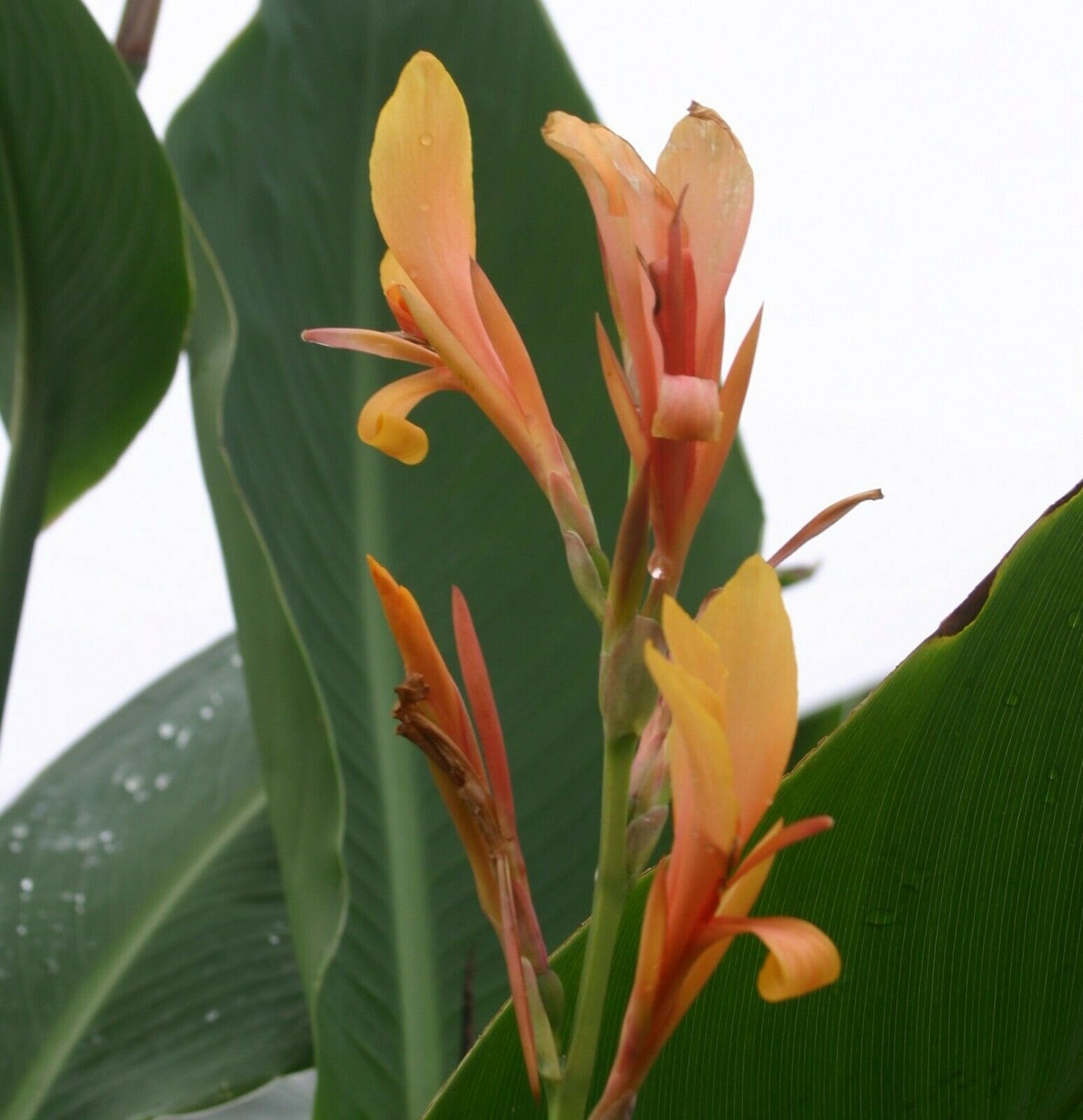 Canna - Jaegeriana | Orange Canna Lily | 10 seeds | High Germination