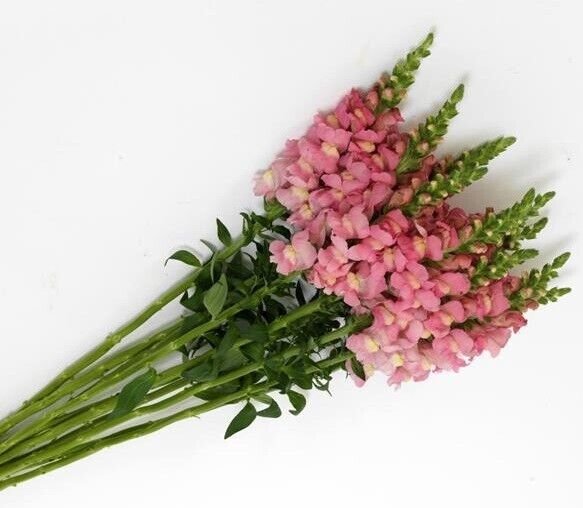 Antirrhinum Potomac Pink F1 | 20+ fresh seeds | Snapdragon