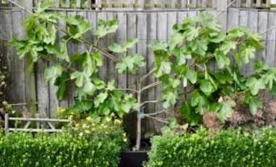 Fig "Brown Turkey" | Hardy Fruit Tree in a 9cm pot | Ficus | Same Day Dispatch
